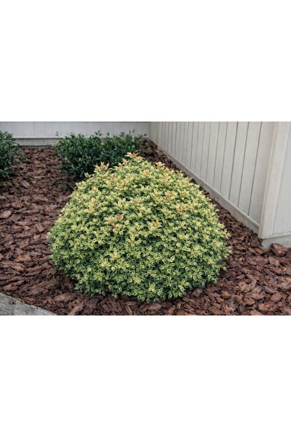 Османтус Гошікі